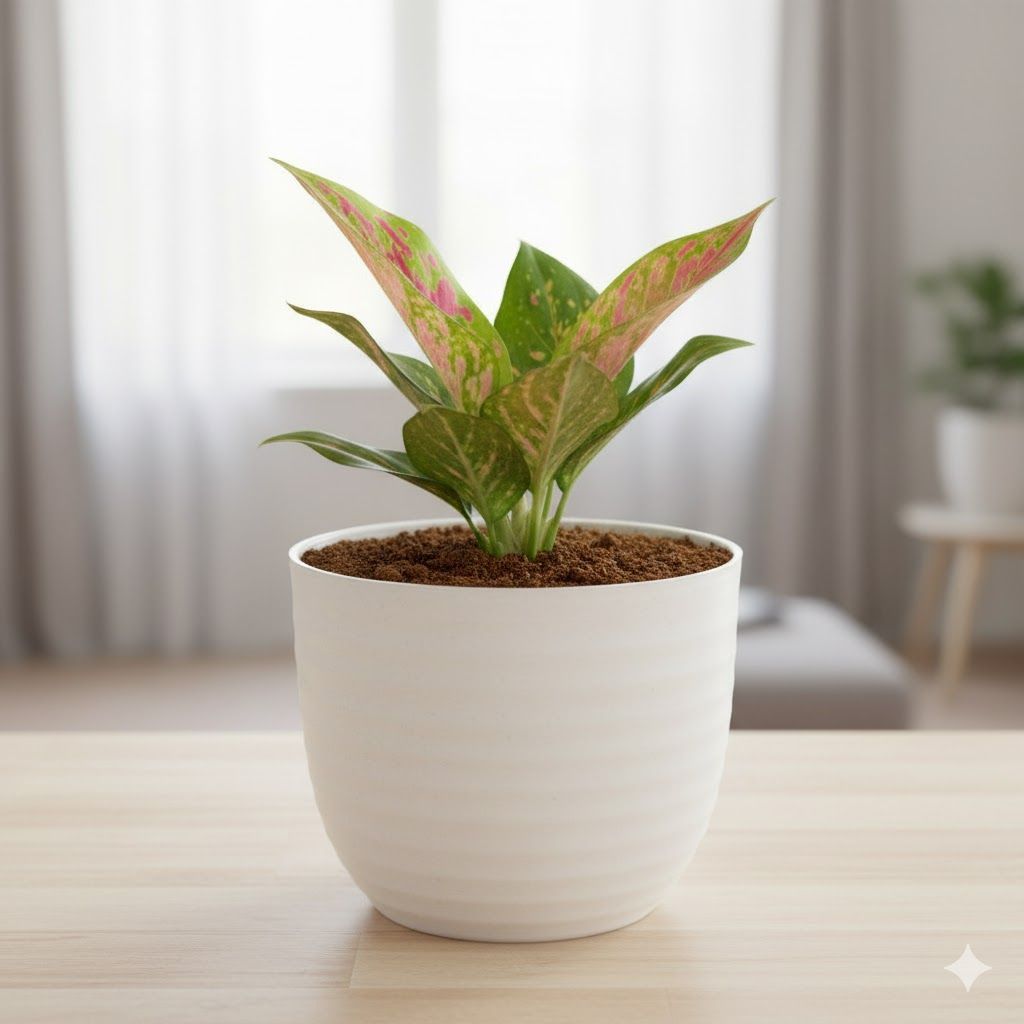 Aglaonema Pink Dalmatian in 4 Inch White Avora Premium Plastic Planter