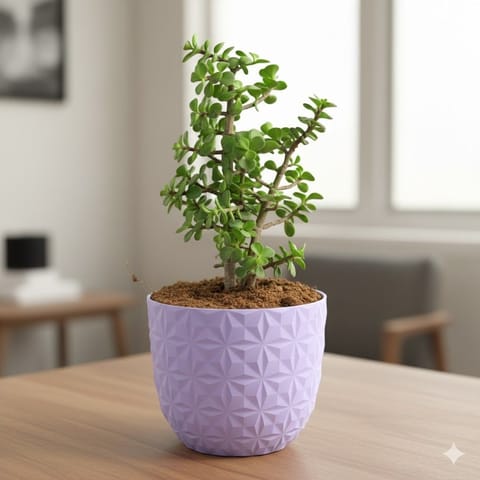 Jade in 4 Inch Purple Leafora Premium Plastic Planter