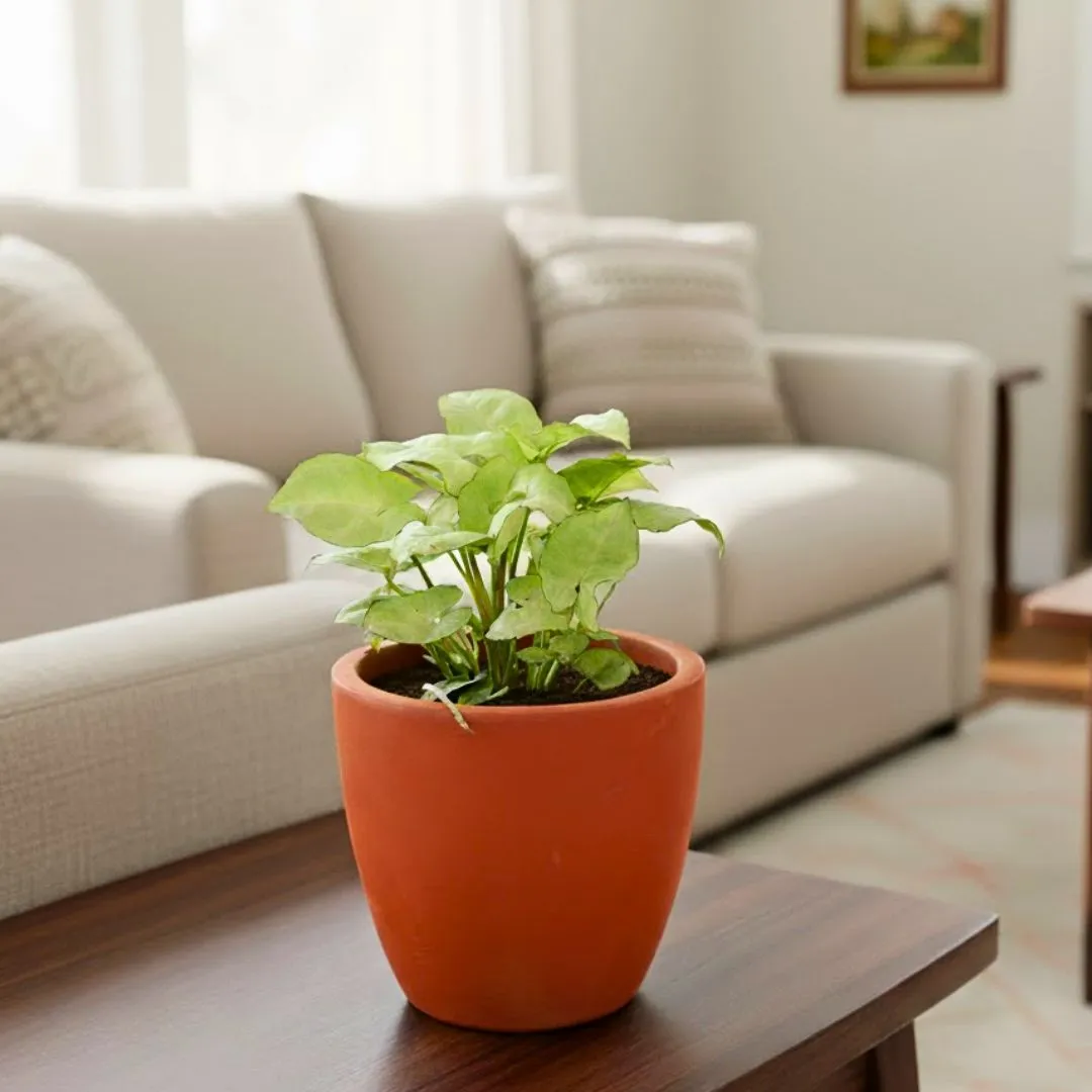 Syngonium White in 4 inch Shilp Maati Pot - Chic Small Pot for Decor Corners