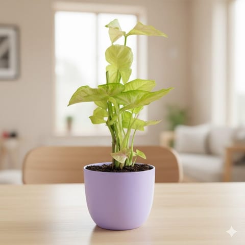 Syngonium Yellow in 4 Inch Purple Leafora Premium Plastic Planter