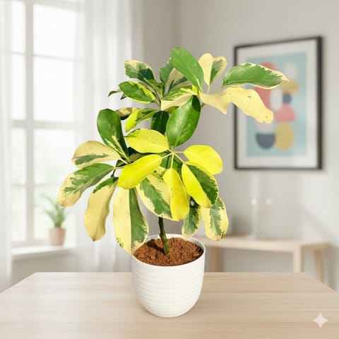 Air Purifying - Schefflera Vareigated in 4 Inch White Avora Premium Plastic Planter