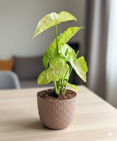 Syngonium Green in 4 Inch Mocha Leafora Premium Plastic Planter