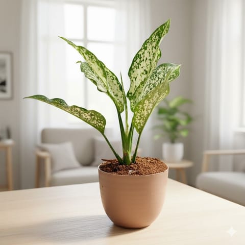 Air Purifying - Aglaonema Snow White in 4 Inch Mocha Avora Premium Plastic Planter