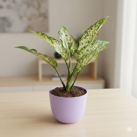 Aglaonema Snow White in 4 Inch Purple Avora Premium Plastic Planter