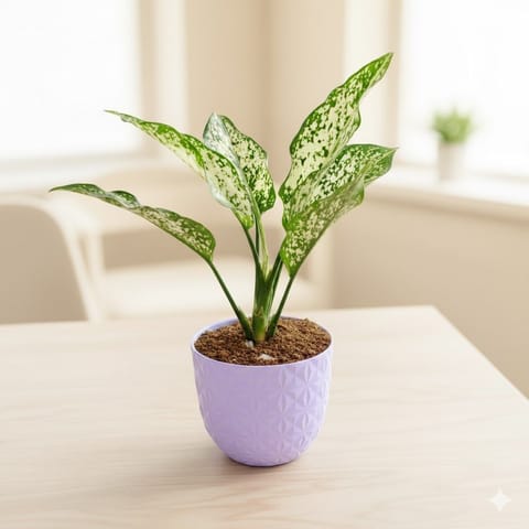 Air Purifying - Aglaonema Snow White in 4 Inch Purple Leafora Premium Plastic Planter