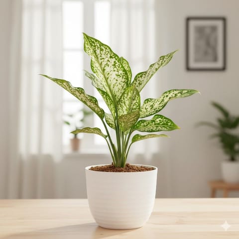 Air Purifying - Aglaonema Snow White in 4 Inch White Avora Premium Plastic Planter