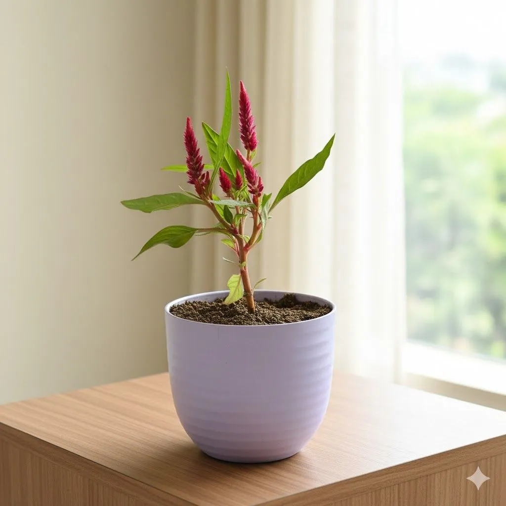 Celosia (any colour) in 4 Inch Purple Avora Premium Plastic Planter