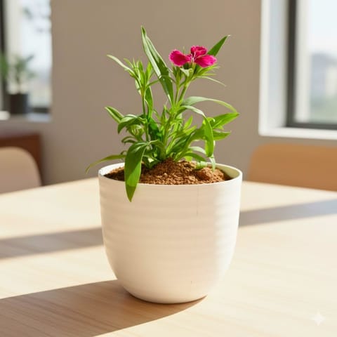 Dianthus (any colour) in 4 Inch White Avora Premium Plastic Planter
