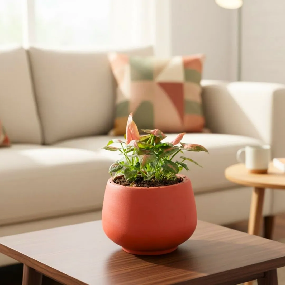 Syngonium Pixie Pink in 4 inch Bhoomi Maati Pot - Wide-Mouth Rustic Matte Beauty