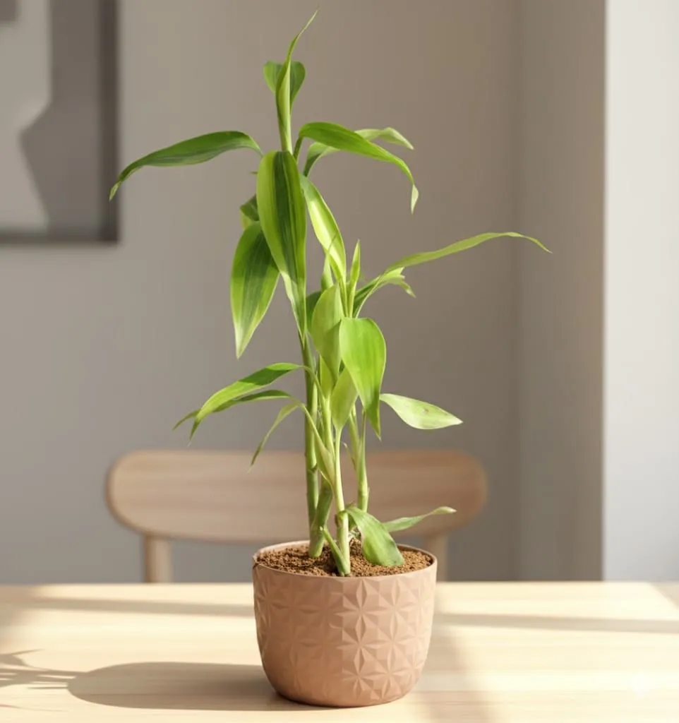 Air Purifying - Lucky Bamboo in 4 Inch Mocha Leafora Premium Plastic Planter
