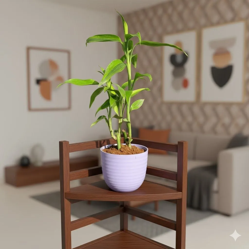 Air Purifying - Lucky Bamboo in 4 Inch Purple Avora Premium Plastic Planter