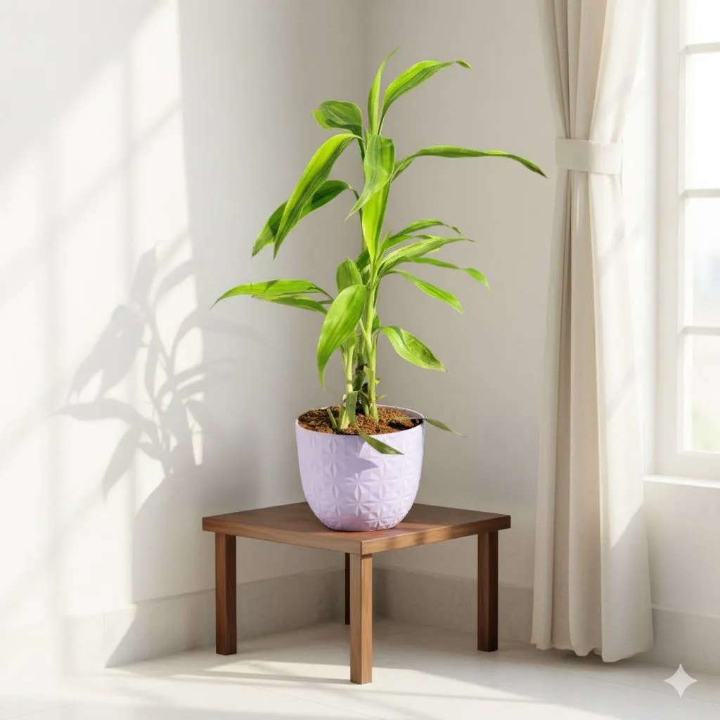 Lucky Bamboo in 4 Inch Purple Leafora Premium Plastic Planter