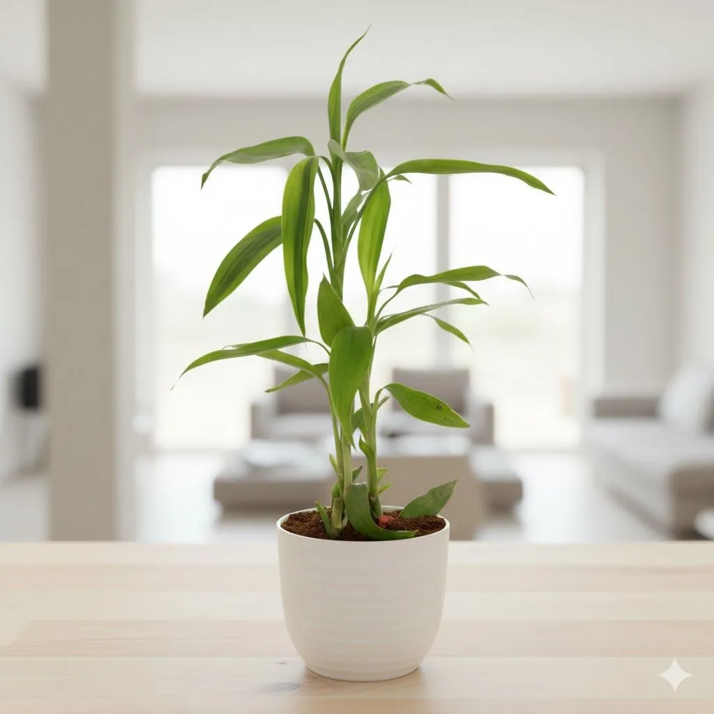 Lucky Bamboo in 4 Inch White Avora Premium Plastic Planter