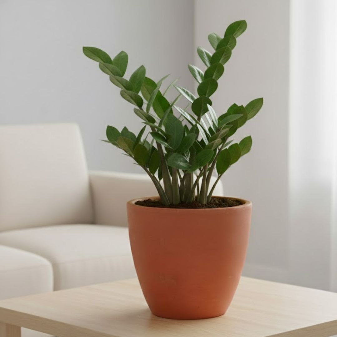 Zz Green in 4 inch Shilp Maati Pot - Chic Small Pot for Decor Corners