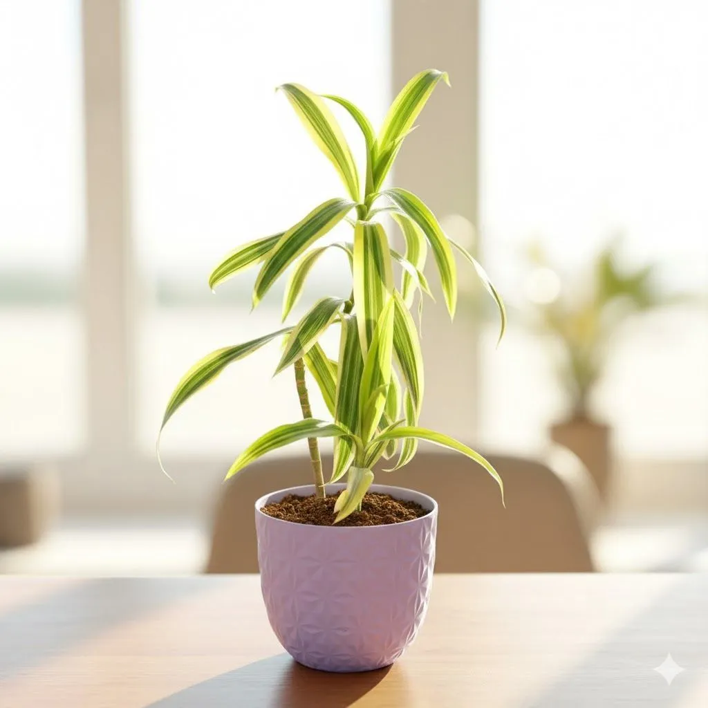 Song of India in 4 Inch Purple Leafora Premium Plastic Planter