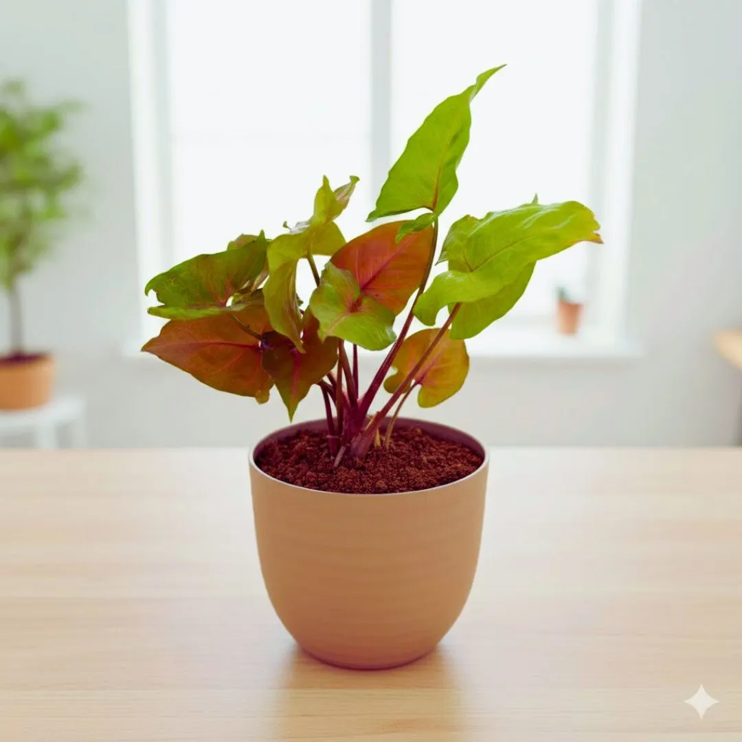 Syngonium Bronze in 4 Inch Mocha Avora Premium Plastic Planter