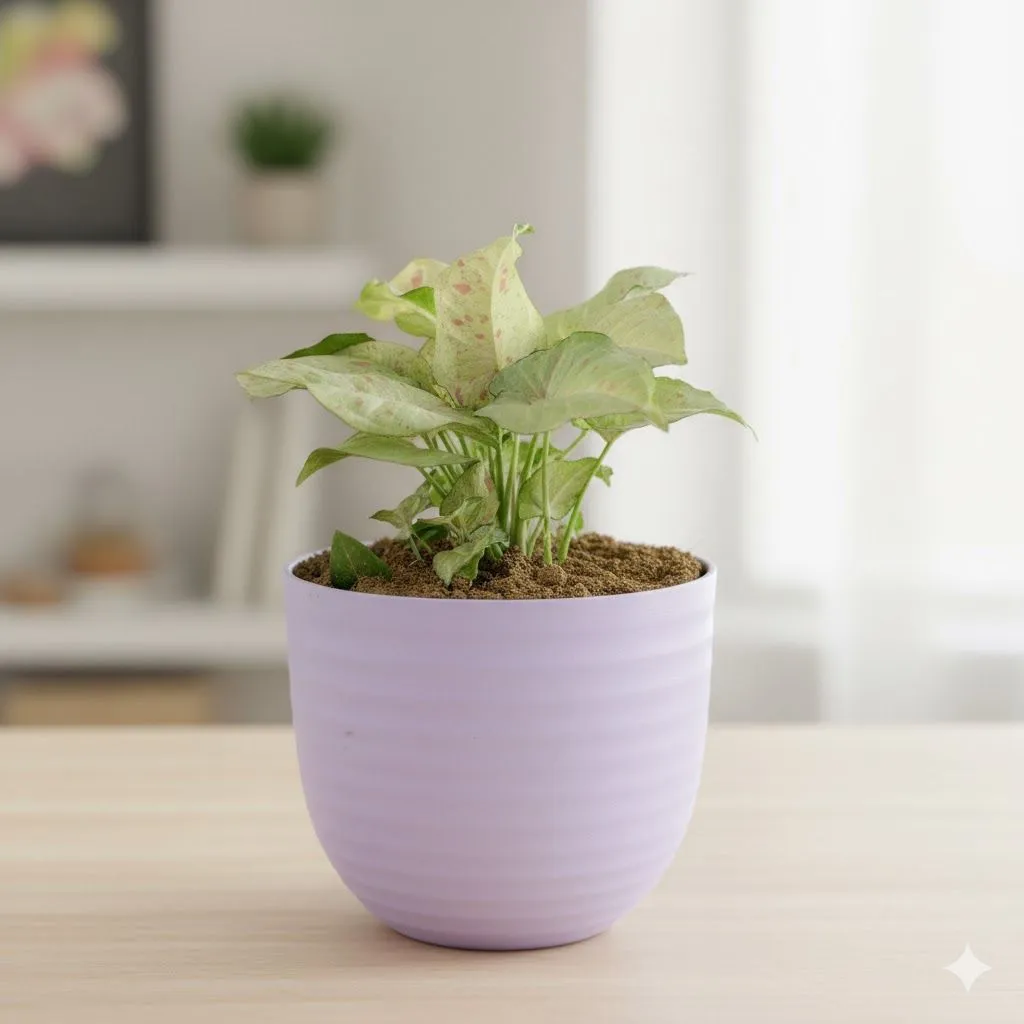 Syngonium Candyfloss in 4 Inch Purple Avora Premium Plastic Planter