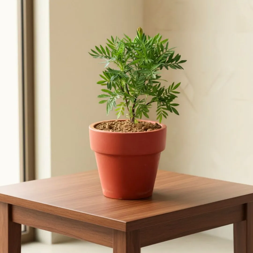 Marigold (any colour) in 6 inch Dhara Maati Pot - Large Earthy Handcrafted Piece
