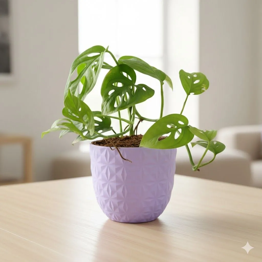 Monstera Broken Heart in 4 Inch Purple Leafora Premium Plastic Planter