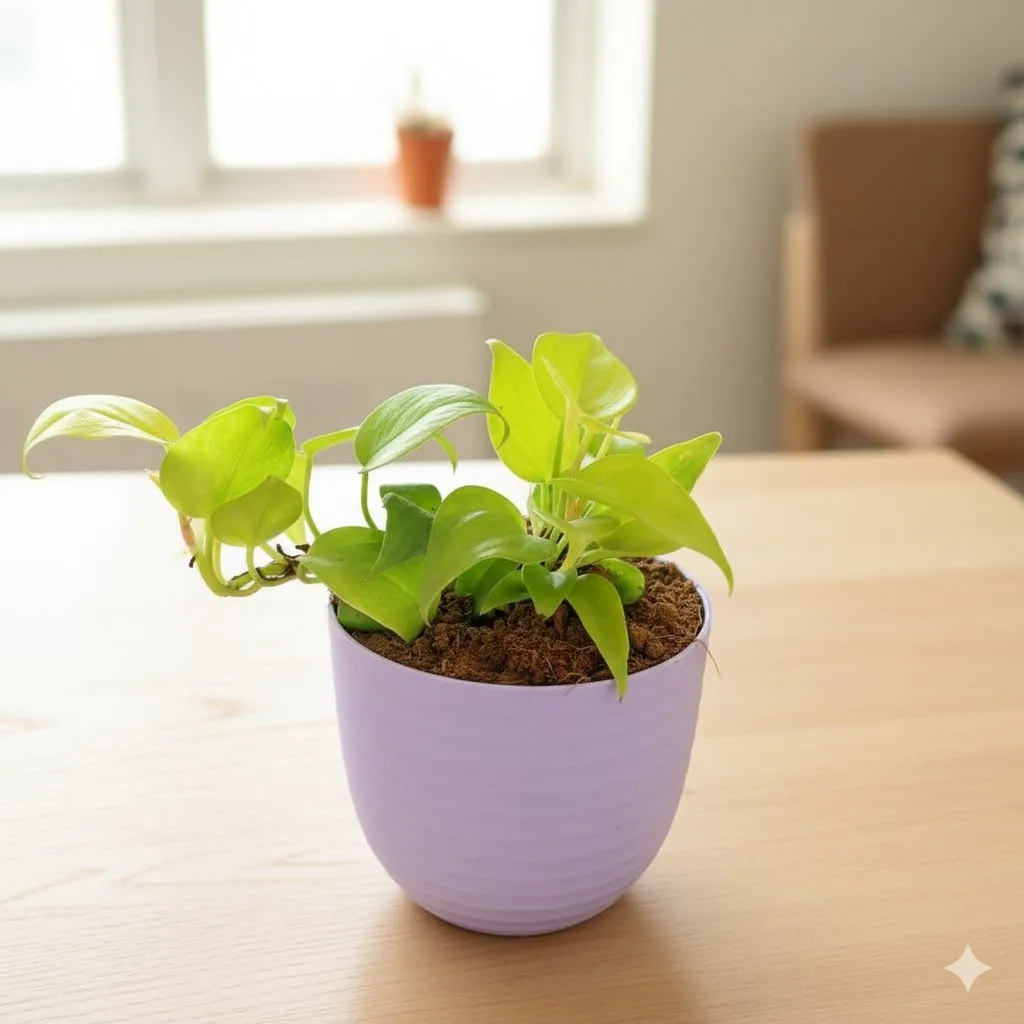 Oxycardium Golden in 4 Inch Purple Avora Premium Plastic Planter