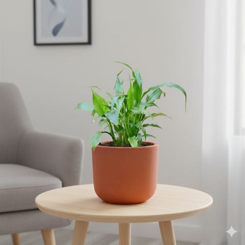 Peace Lily in 4 inch Aaroh Maati Pot - Modern Curved Handcrafted Appeal