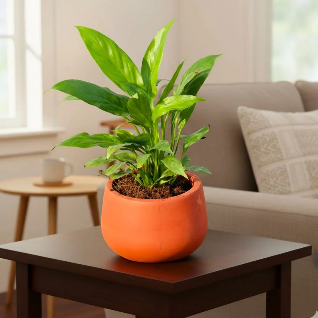 Peace Lily in 4 inch Bhoomi Maati Pot - Wide-Mouth Rustic Matte Beauty