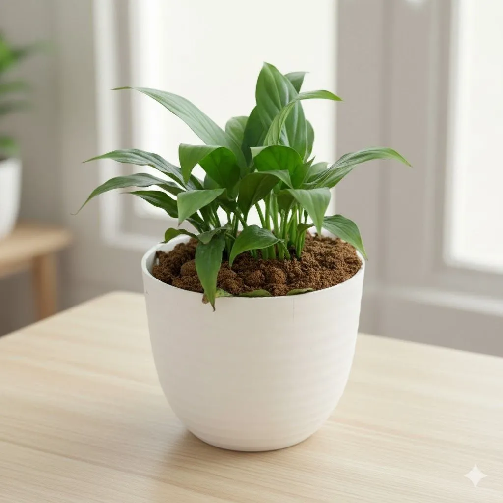 Peace Lily in 4 Inch White Avora Premium Plastic Planter