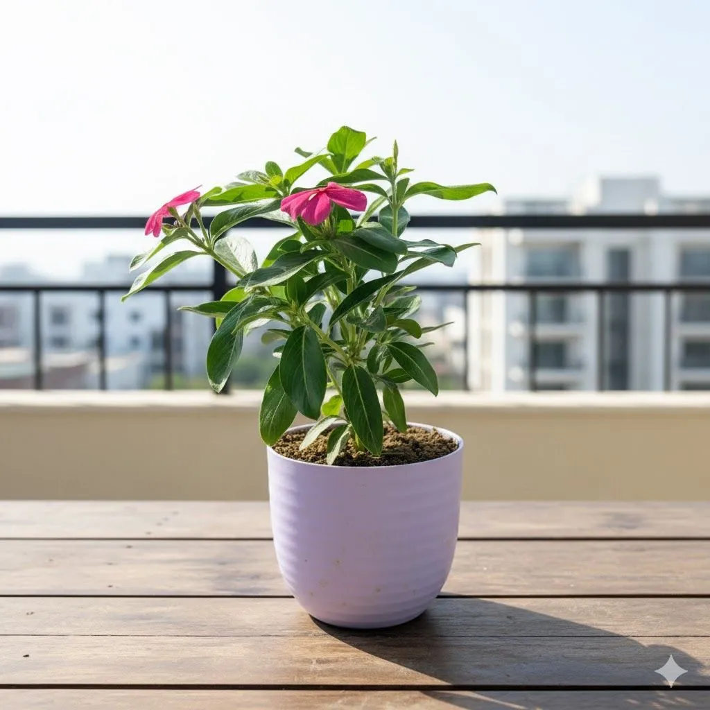 Periwinkle / Vinca / Sadabahar (any colour) in 4 Inch Purple Avora Premium Plastic Planter