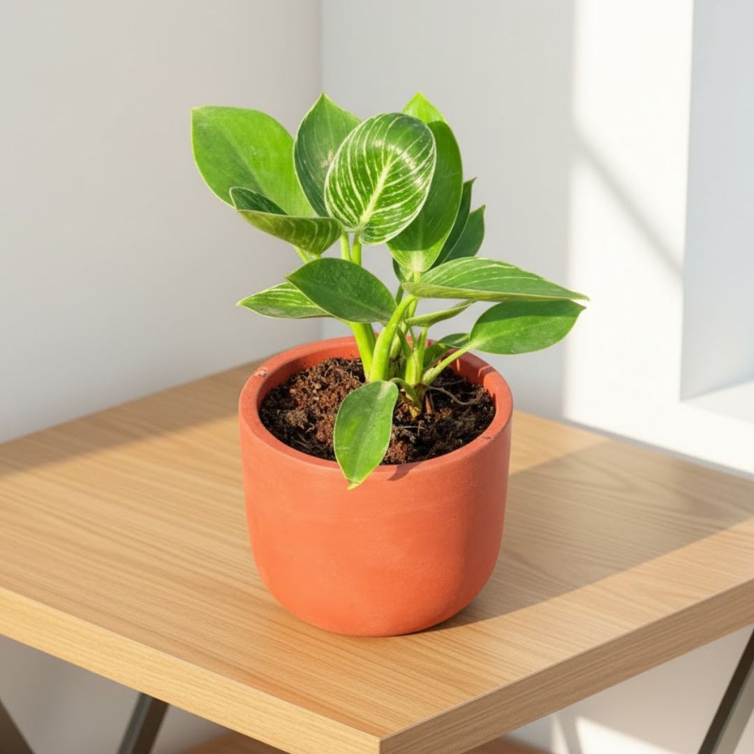 Philodendron Birkin in 4 inch Aaroh Maati Pot - Modern Curved Handcrafted Appeal