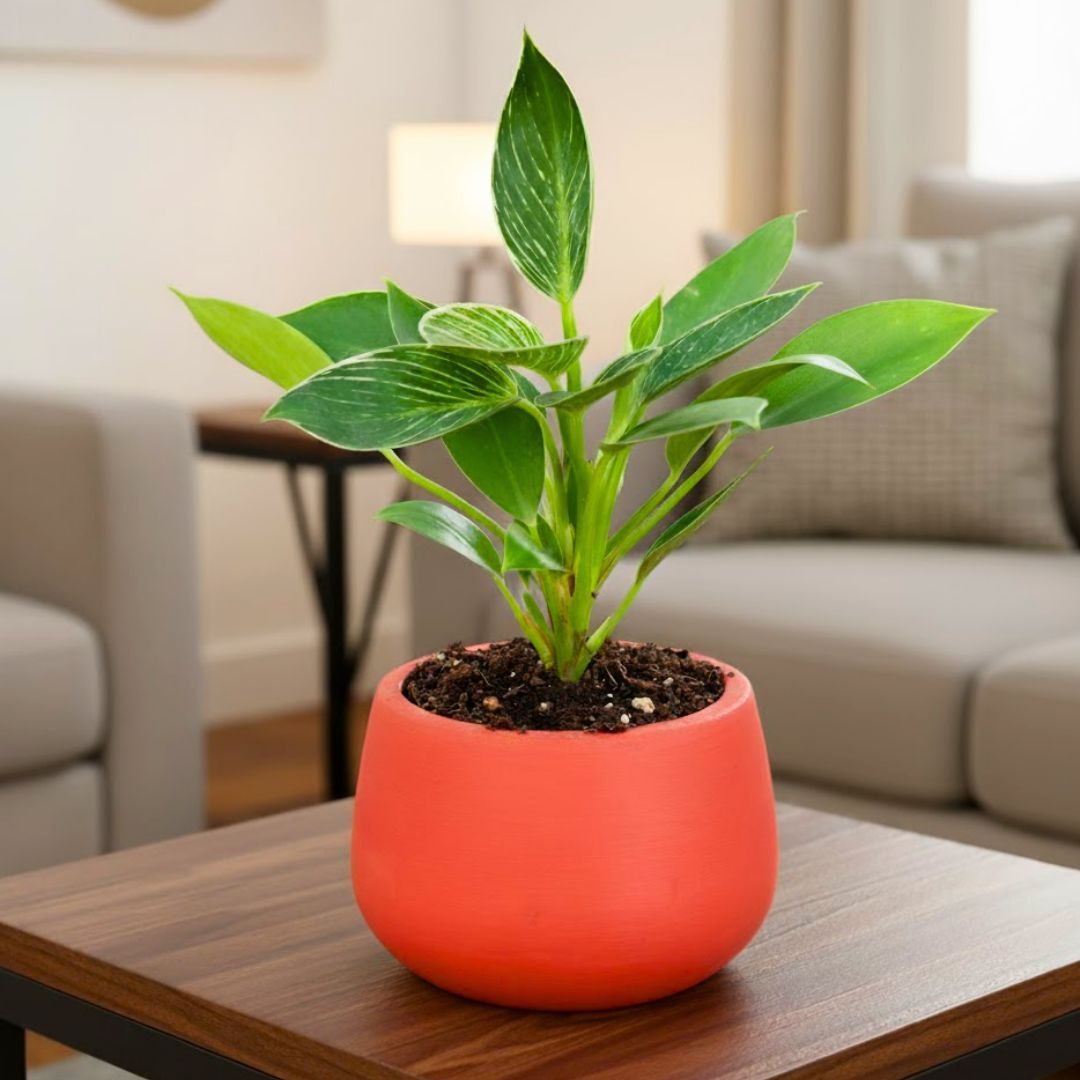 Philodendron Birkin in 4 inch Bhoomi Maati Pot - Wide-Mouth Rustic Matte Beauty