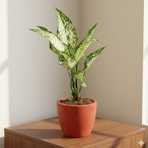 Aglaonema Snow White in 4 inch Shilp Maati Pot - Chic Small Pot for Decor Corners