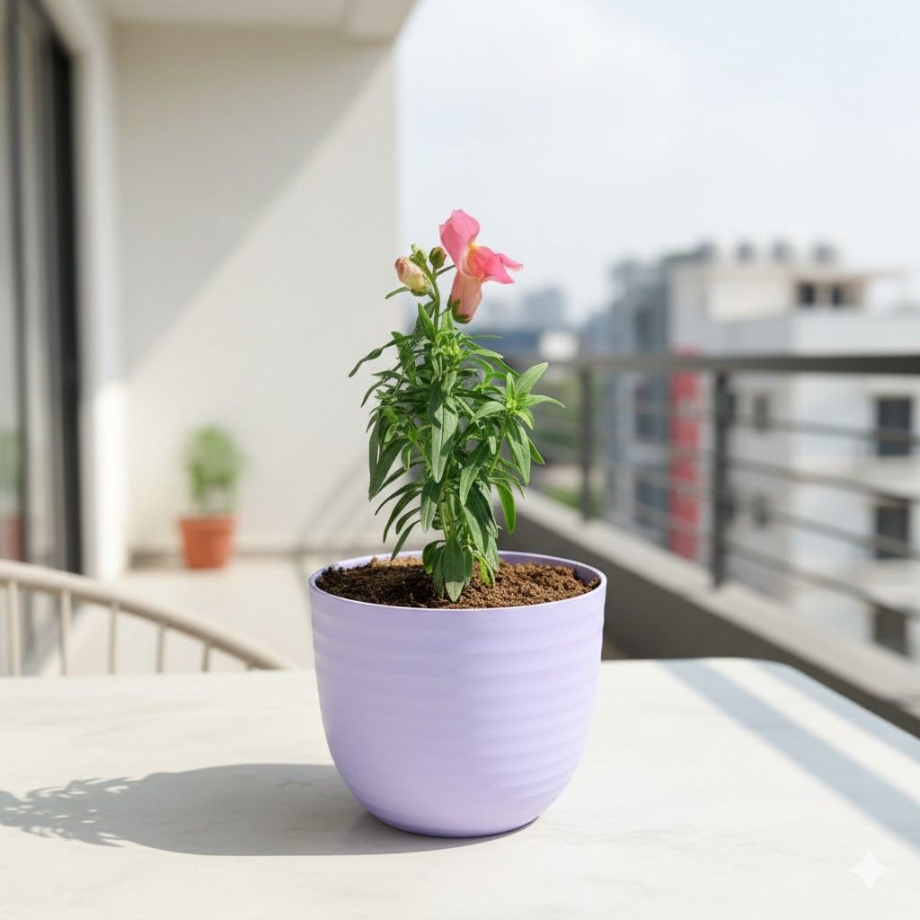 Antirrihinum Majus / Dog Flower (any colour) in 4 Inch Purple Avora Premium Plastic Planter