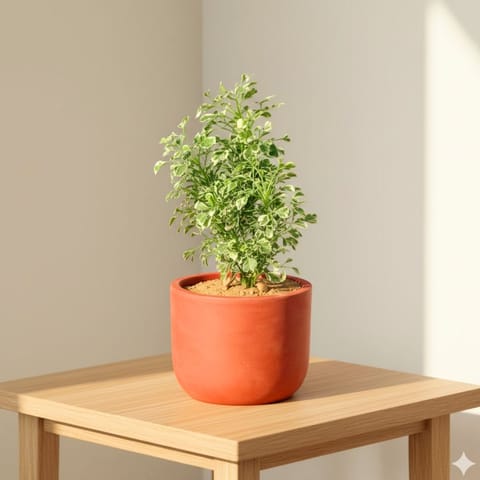 Aralia White in 4 inch Aaroh U-Pipe Maati Pot - Modern Curved Handcrafted Appeal