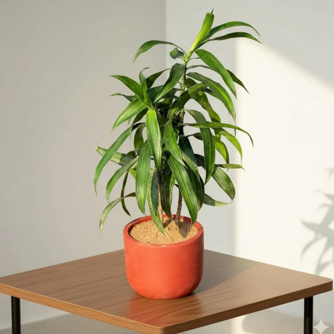 Dracaena Messenger in 4 inch Aaroh Maati Pot - Modern Curved Handcrafted Appeal