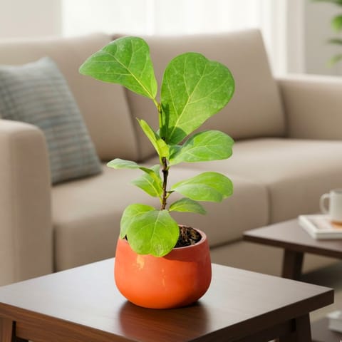 Fiddle Leaf Fig in 4 inch Bhoomi Maati Pot - Wide-Mouth Rustic Matte Beauty