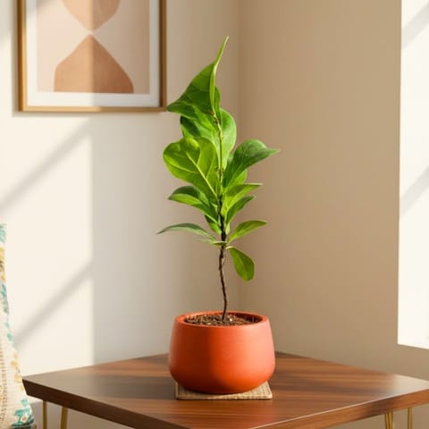 Fiddle Leaf Fig in 4 inch Bhoomi Maati Pot - Wide-Mouth Rustic Matte Beauty