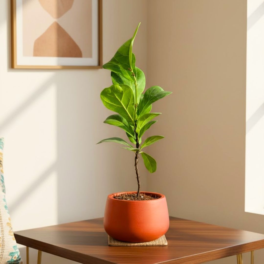 Fiddle Leaf Fig in 4 inch Bhoomi Maati Pot - Wide-Mouth Rustic Matte Beauty