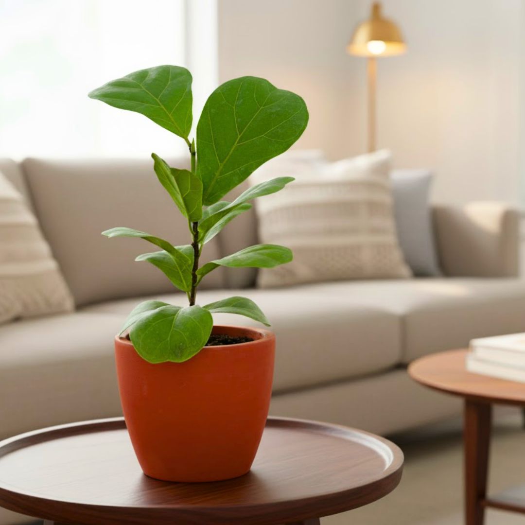 Fiddle Leaf Fig in 4 inch Shilp Maati Pot - Chic Small Pot for Decor Corners