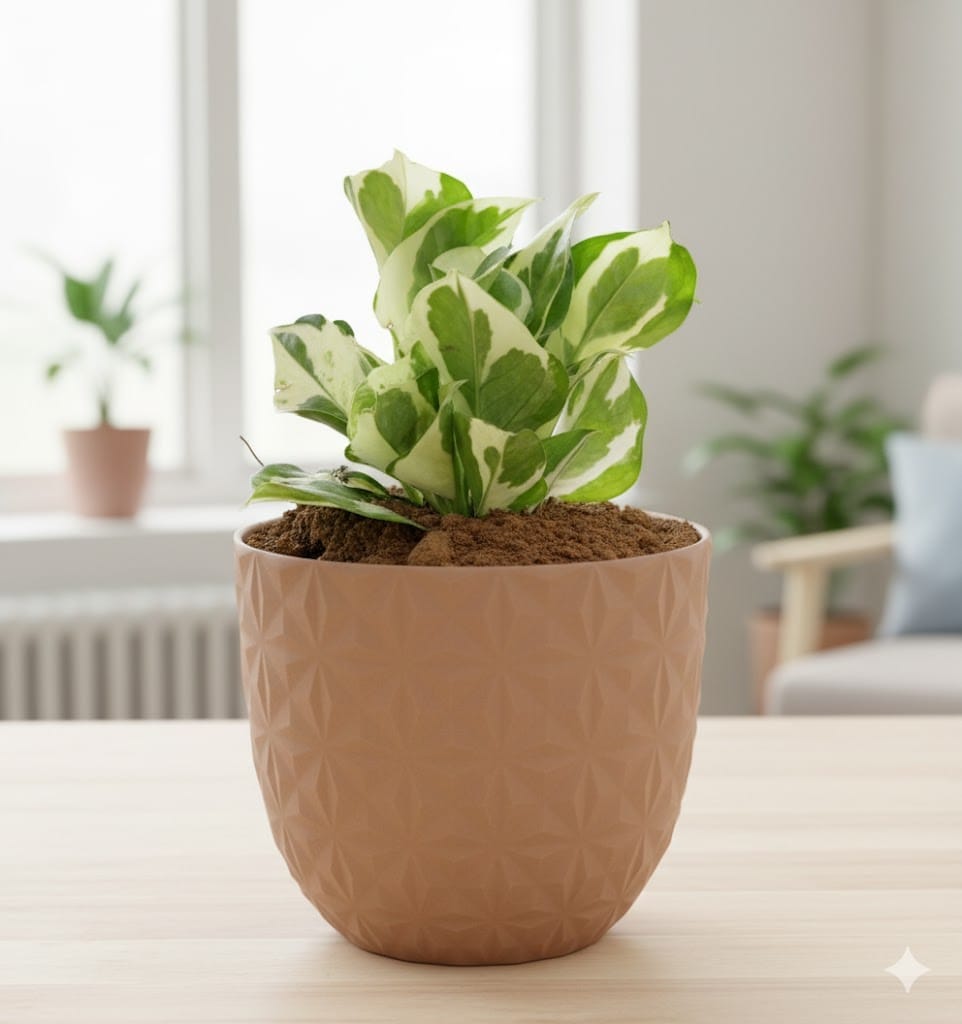 Gift Ready - Money Plant N'joy in 4 Inch Mocha Leafora Premium Plastic Planter - with Gift Bag