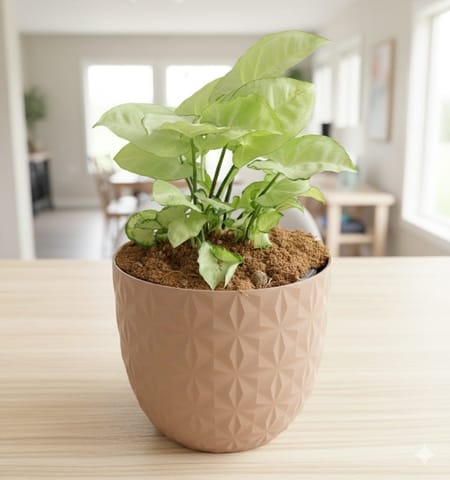 Gift Ready - Syngonium White in 4 Inch Mocha Leafora Premium Plastic Planter - with Gift Bag