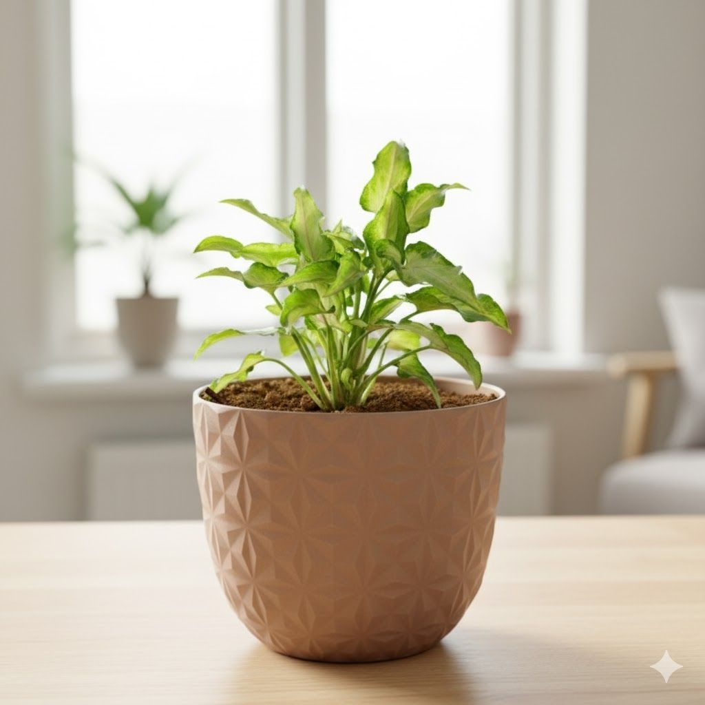 Gift Ready - Syngonium Cutglass in 4 Inch Mocha Leafora Premium Plastic Planter - with Gift Bag