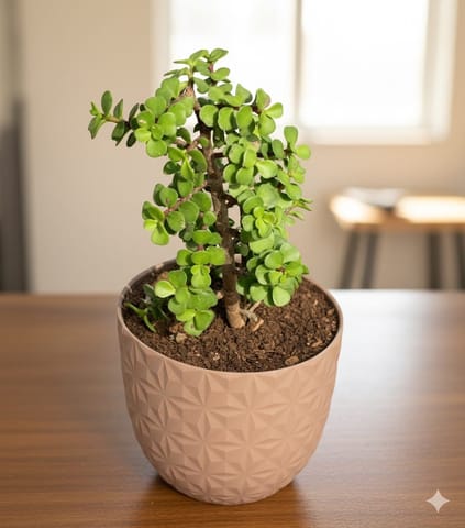 Gift Ready - Jade in 4 Inch Mocha Leafora Premium Plastic Planter - with Gift Bag