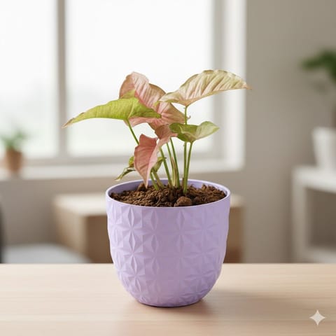 Gift Ready - Syngonium Pink in 4 Inch Purple Leafora Premium Plastic Planter - with Gift Bag