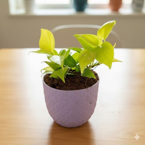 Gift Ready - Oxycardium Golden in 4 Inch Purple Leafora Premium Plastic Planter - with Gift Bag