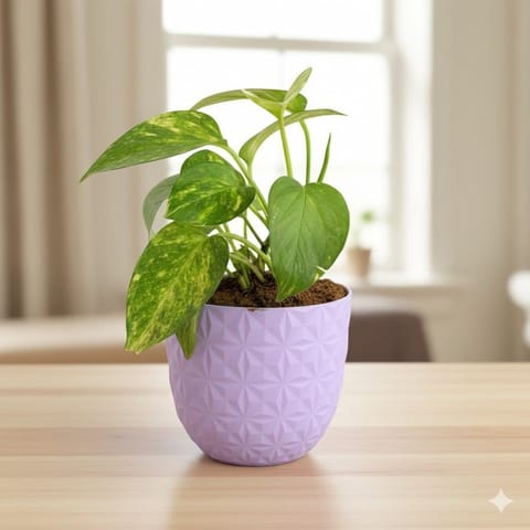 Gift Ready - Money Plant Green in 4 Inch Purple Leafora Premium Plastic Planter - with Gift Bag