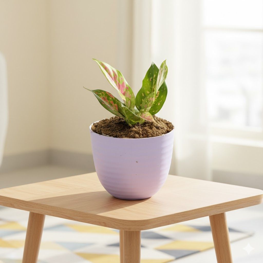 Gift Ready - Aglaonema Pink Dalmatian in 4 Inch Purple Avora Premium Plastic Planter - with Gift Bag