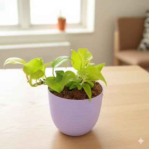 Gift Ready - Oxycardium Golden in 4 Inch Purple Avora Premium Plastic Planter - with Gift Bag