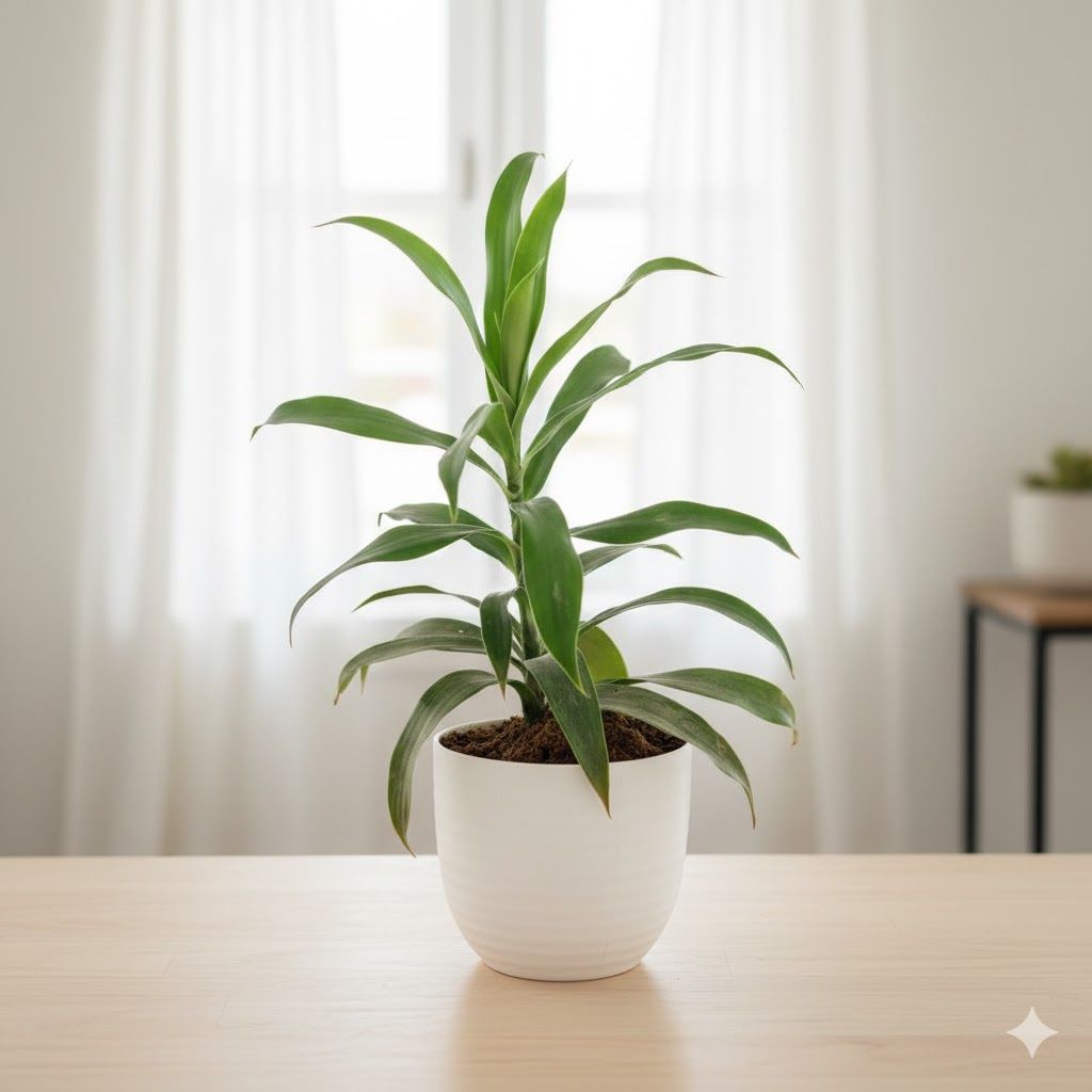 Gift Ready - Dracaena Green in 4 Inch White Avora Premium Plastic Planter - with Gift Bag