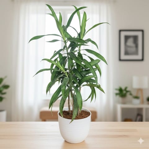 Gift Ready - Dracaena Messenger in 4 Inch White Avora Premium Plastic Planter - with Gift Bag