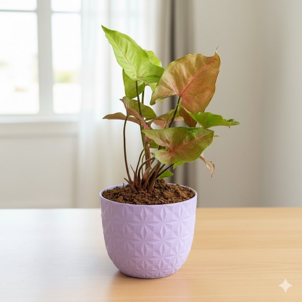 Gift Ready - Syngonium Bronze in 4 Inch Purple Leafora Premium Plastic Planter - with Gift Bag
